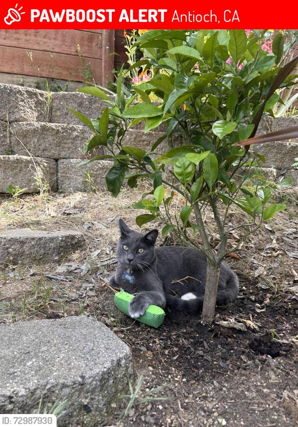 Lost Male Cat last seen Blackburn Peak Ct & Cache Peak, Antioch, CA 94531