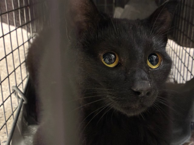 Shelter Stray Female Cat last seen RIVERDALE & 100TH, 12155 Park Blvd, Brighton, CO 80601, USA