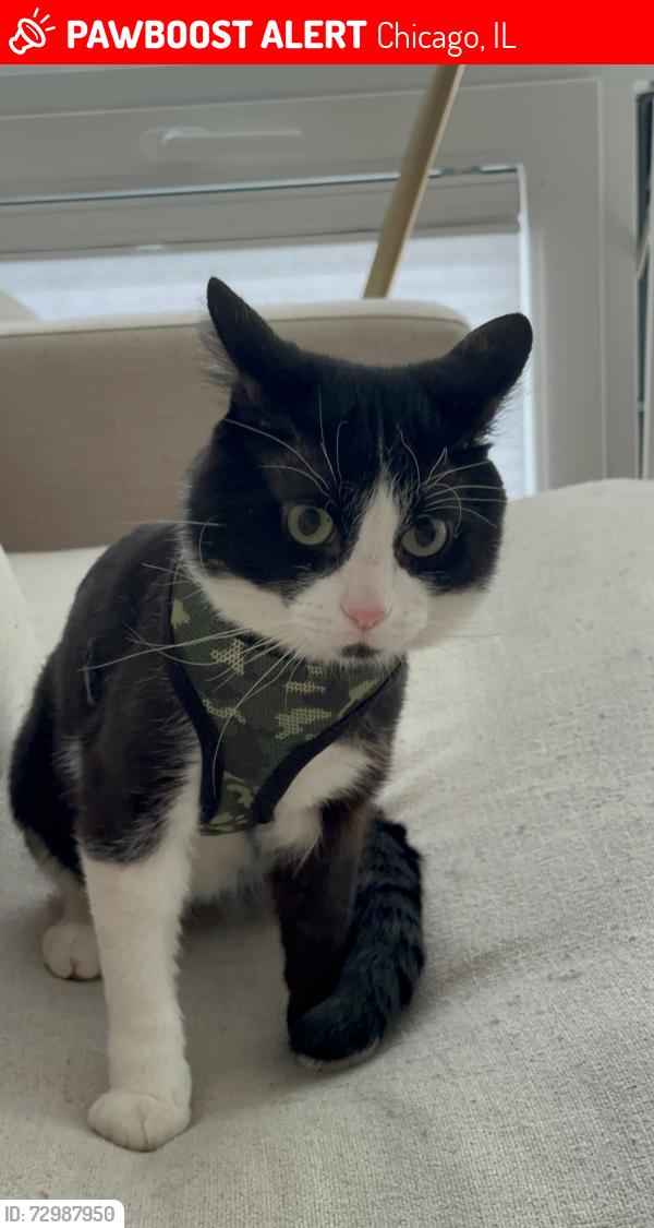 Lost Male Cat last seen Austin and Augusta, Chicago, IL 60651