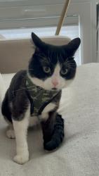 Lost Male Cat last seen Austin and Augusta, Chicago, IL 60651