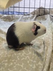 Shelter Stray Male Other last seen , 1850 W 60th St, Los Angeles, CA 90047, USA