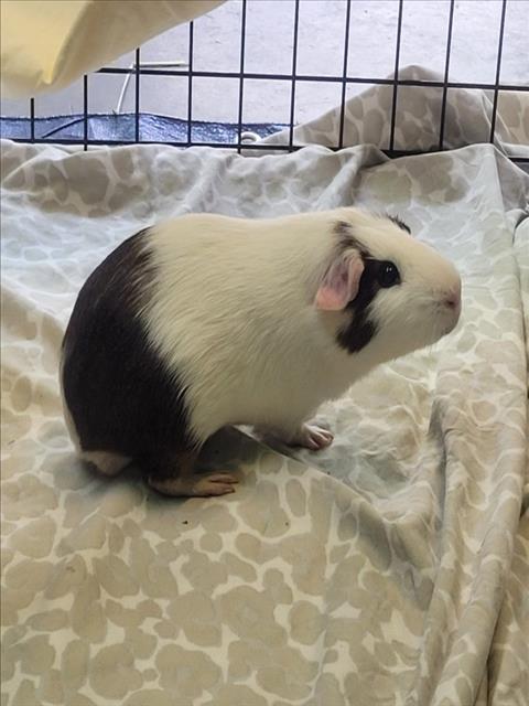 Shelter Stray Male Other last seen , 1850 W 60th St, Los Angeles, CA 90047, USA