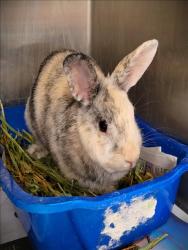 Shelter Stray Female Other last seen , 1850 W 60th St, Los Angeles, CA 90047, USA