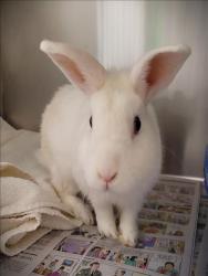 Shelter Stray Male Other last seen , 1850 W 60th St, Los Angeles, CA 90047, USA