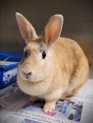 Shelter Stray Female Other last seen , 1850 W 60th St, Los Angeles, CA 90047, USA