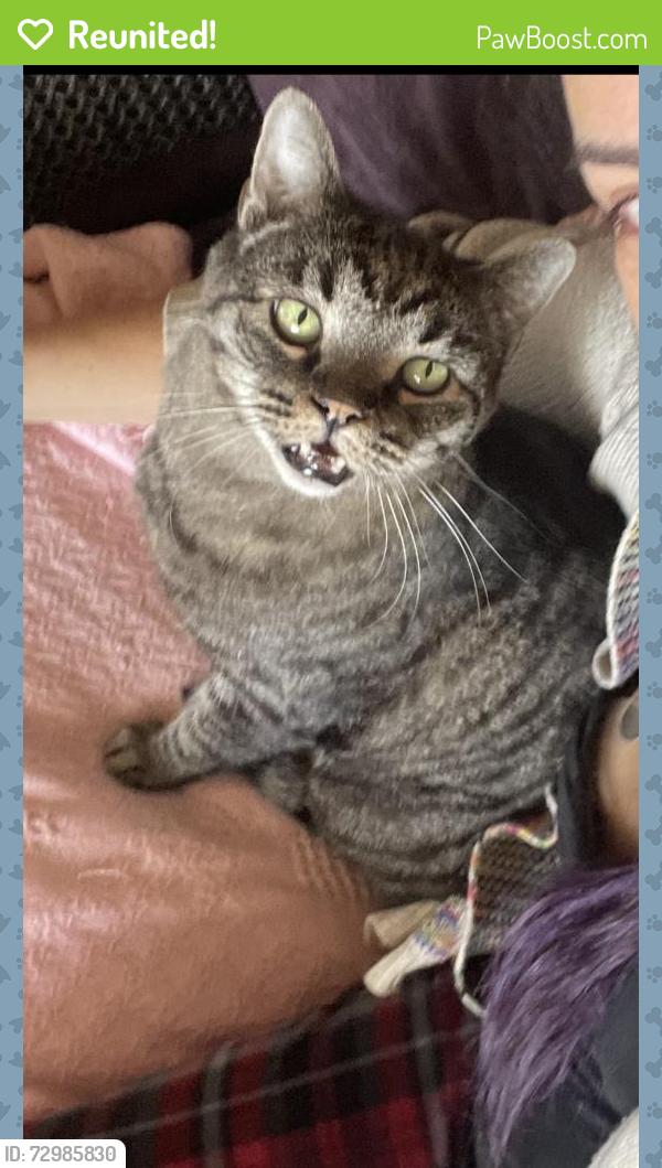 Reunited Male Cat last seen Maple Avenue and Bryant, El Monte, CA 91731