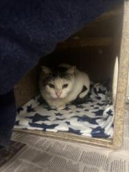 Shelter Stray Unknown Cat last seen RUUS PARK, 16 Barnes Ct, Hayward, CA 94544, USA