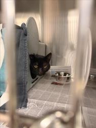 Shelter Stray Male Cat last seen SHORELINE, 16 Barnes Ct, Hayward, CA 94544, USA