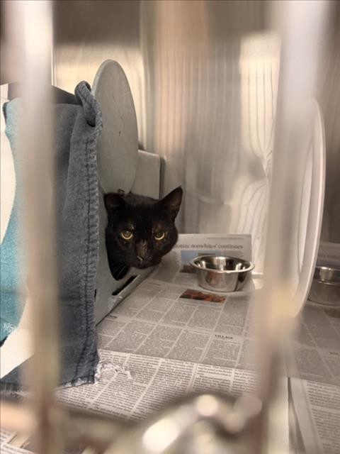 Shelter Stray Male Cat last seen SHORELINE, 16 Barnes Ct, Hayward, CA 94544, USA
