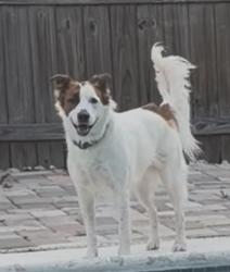 Reunited Female Dog last seen Powers Drive, Hiawassee Road, Pine Hills, FL 32808