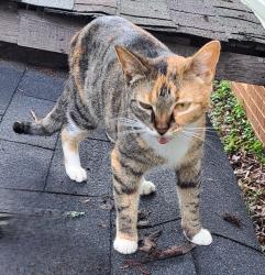 Found/Stray Female Cat last seen Helton rd Granite Falls , Sawmills, NC 28630