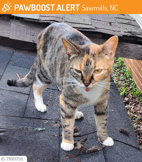 Found/Stray Female Cat last seen Helton rd Granite Falls , Sawmills, NC 28630