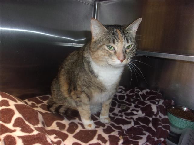 Shelter Stray Female Cat last seen , 14409 Vanowen St, Van Nuys, CA 91405, USA