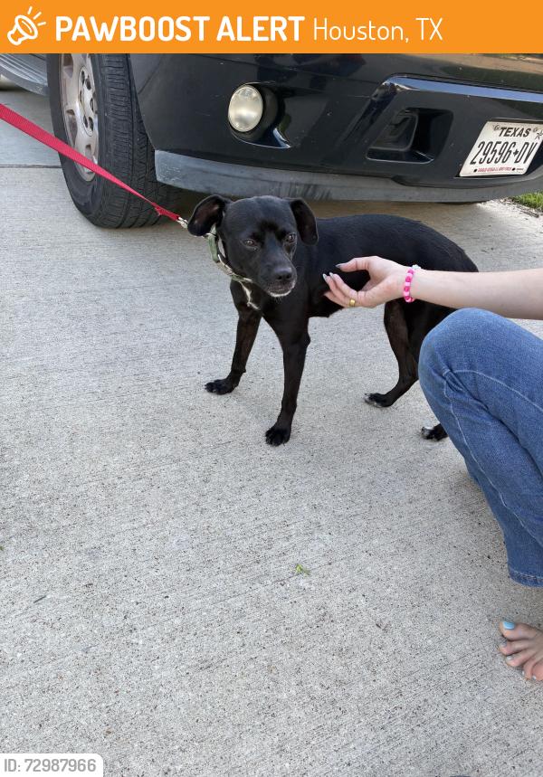 Found/Stray Female Dog last seen James Lee Park, Houston, TX 77080