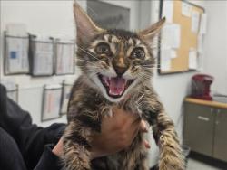 Shelter Stray Female Cat last seen , 14409 Vanowen St, Van Nuys, CA 91405, USA