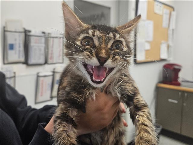 Shelter Stray Female Cat last seen , 14409 Vanowen St, Van Nuys, CA 91405, USA