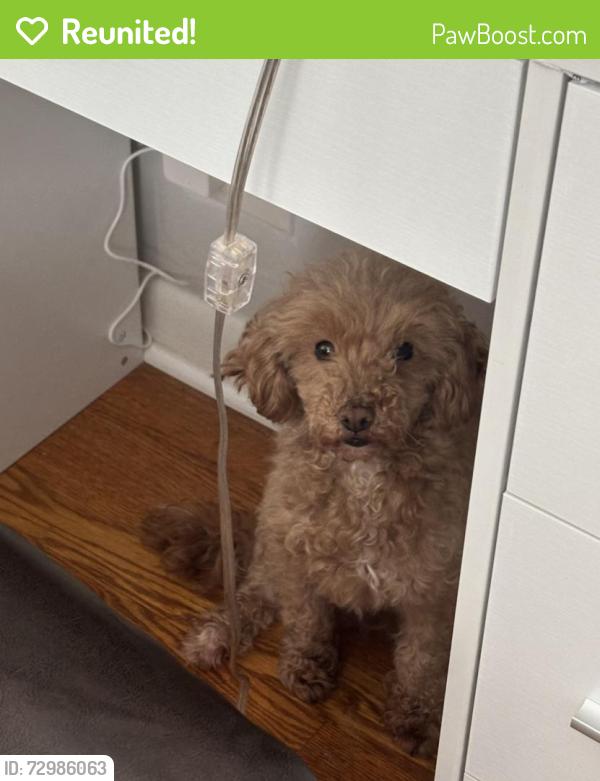 Reunited Female Dog last seen Sheridan and Broadway, Chicago, IL 60613
