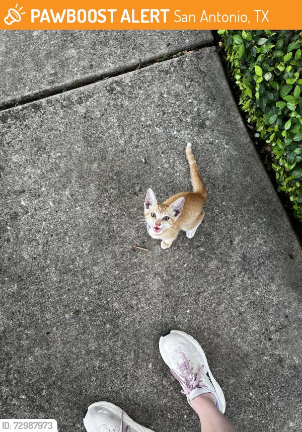Found/Stray Unknown Cat last seen New Braunfels, San Antonio, TX 78209