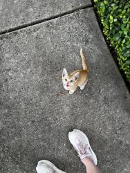 Found/Stray Unknown Cat last seen New Braunfels, San Antonio, TX 78209