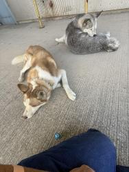 Found/Stray Female Dog last seen Port of Stockton McCoy Ave, Daly City, CA 94015