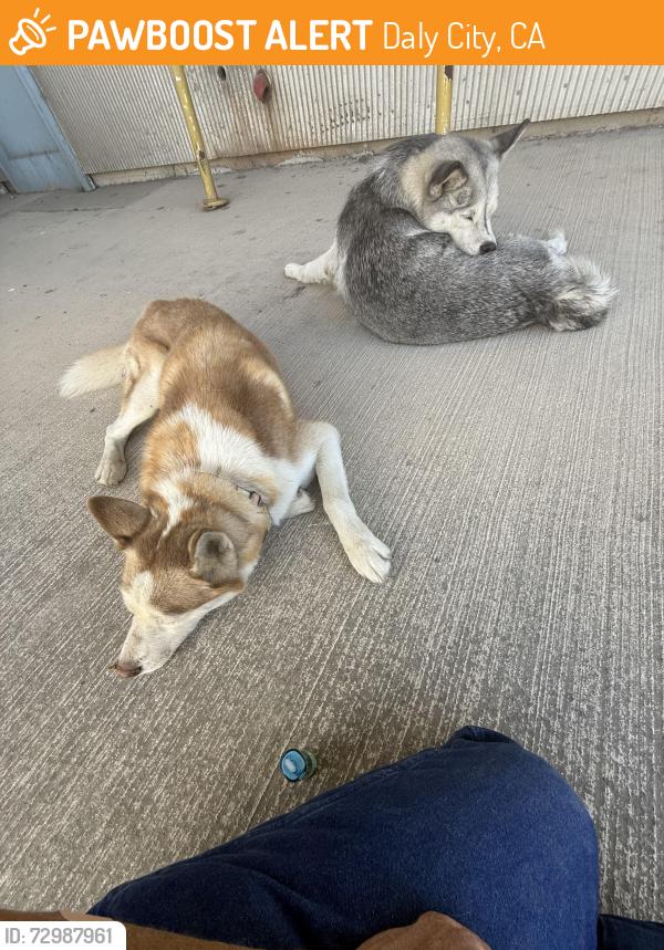 Found/Stray Female Dog last seen Port of Stockton McCoy Ave, Daly City, CA 94015
