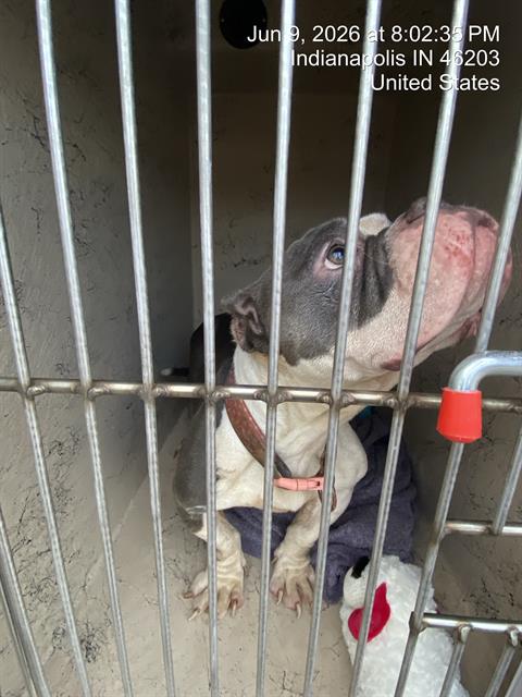 Shelter Stray Female Dog last seen Near , 2600 S Harding St, Indianapolis, IN 46221, USA