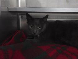 Shelter Stray Male Cat last seen G ST, 130 Beyer Way, Chula Vista, CA 91911, USA