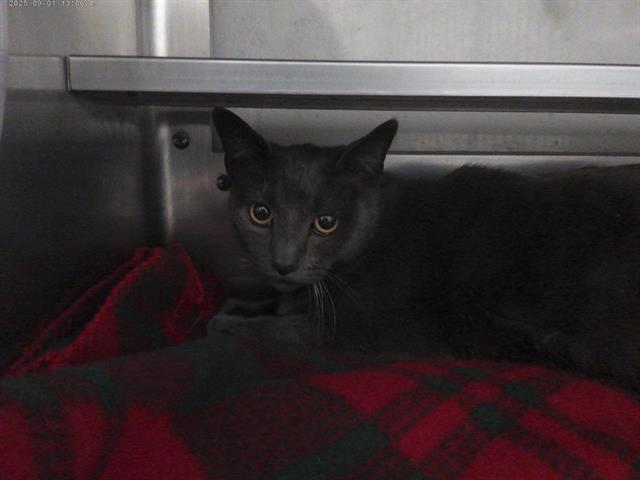 Shelter Stray Male Cat last seen G ST, 130 Beyer Way, Chula Vista, CA 91911, USA