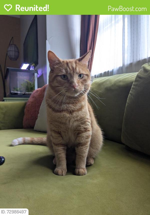 Reunited Male Cat last seen Washington and Arlington , Indianapolis, IN 46219