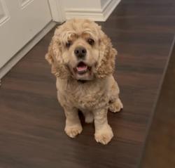 Reunited Male Dog last seen Kinder ranch, San Antonio, TX 78260