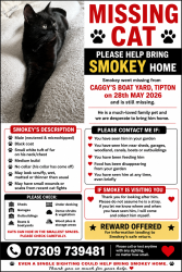 Lost Male Cat last seen Caggys Boat Yard, Watery Lane, Tipton, England 