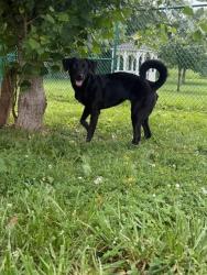 Shelter Stray Female Dog last seen ST CHARLES CO, 4850 Mid Rivers Mall Dr, St Peters, MO 63376, USA