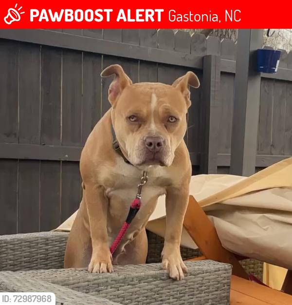 Lost Female Dog last seen Near W Mauney Ave Gastonia, NC  28052 United States, Gastonia, NC 28052