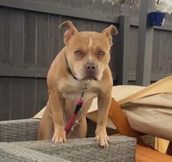 Lost Female Dog last seen Near W Mauney Ave Gastonia, NC  28052 United States, Gastonia, NC 28052