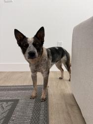 Found/Stray Female Dog last seen Airport Way & Lathrop, Manteca, CA 95336