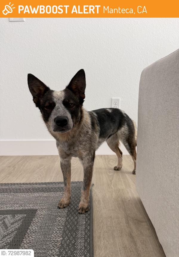 Found/Stray Female Dog last seen Airport Way & Lathrop, Manteca, CA 95336