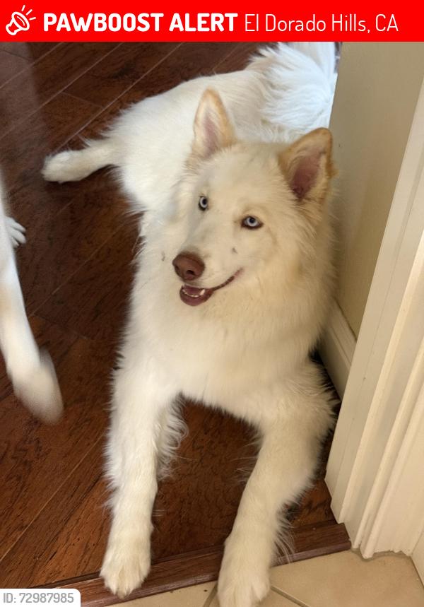 Lost Female Dog last seen Garlenda drive, Serrano Village, El Dorado Hills, CA 95762