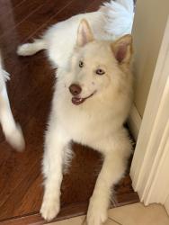 Lost Female Dog last seen Garlenda drive, Serrano Village, El Dorado Hills, CA 95762
