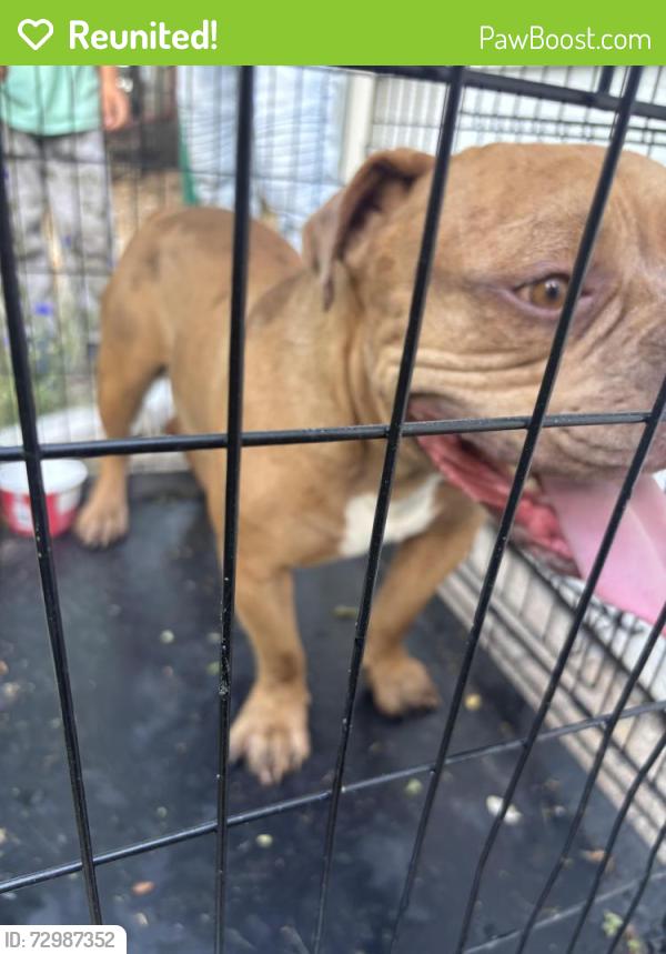 Reunited Male Dog last seen Chester St Aurora Co, Aurora, CO 80010