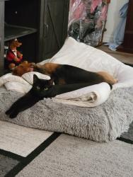 Reunited Female Cat last seen Shafton and Roble , Spring Hill, FL 34608