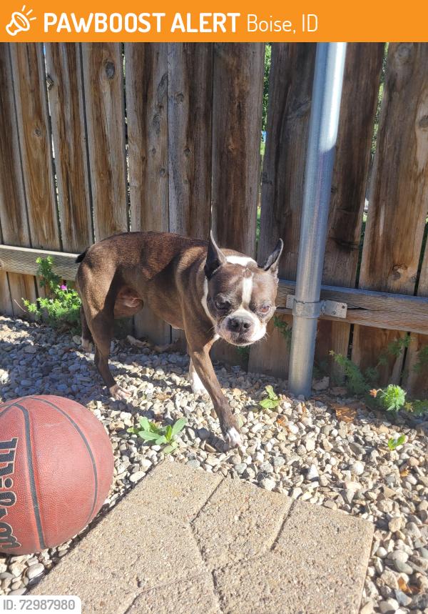 Found/Stray Male Dog last seen Pacific and Dorian , Boise, ID 83705