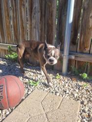 Found/Stray Male Dog last seen Pacific and Dorian , Boise, ID 83705