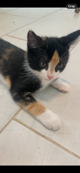 Lost Female Cat last seen Yacolt Avenue, North Port, FL 34286