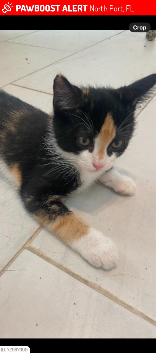 Lost Female Cat last seen Yacolt Avenue , North Port, FL 34286