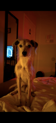 Lost Male Dog last seen Vallejo and Nogales, La Quinta, CA 92253