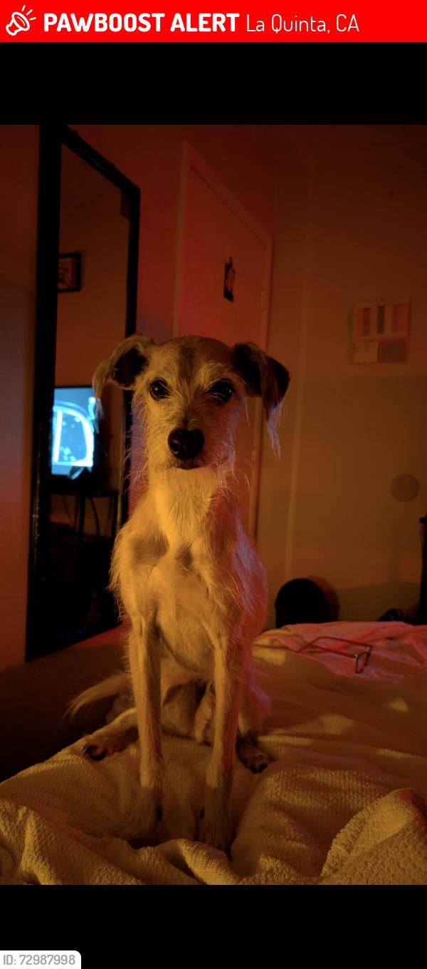 Lost Male Dog last seen Vallejo and Nogales , La Quinta, CA 92253