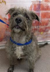Shelter Stray Male Dog last seen Near BLOCK ARROW BLVD., 333 Chandler Pl, San Bernardino, CA 92408, USA