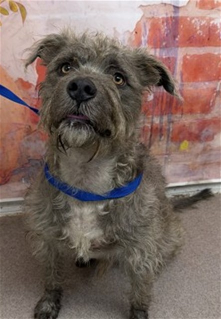 Shelter Stray Male Dog last seen Near BLOCK ARROW BLVD., 333 Chandler Pl, San Bernardino, CA 92408, USA