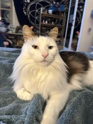 Lost Male Cat last seen MONTE CORVINO ray drive , Burlingame, CA 94010