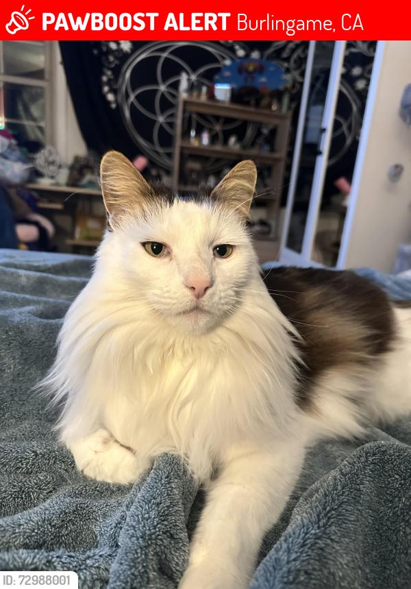 Lost Male Cat last seen MONTE CORVINO ray drive , Burlingame, CA 94010